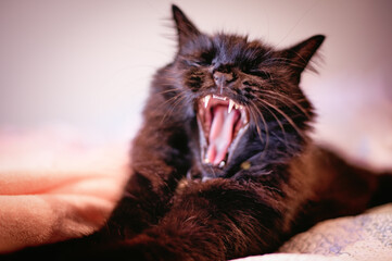 black cat yawning, long hair domestic pet, sharp teeth, bed