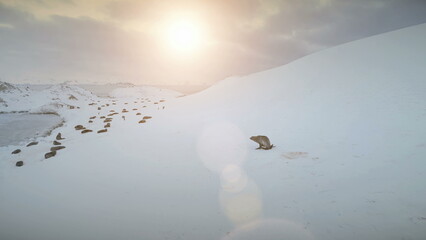 Fur seal moving on snow. Sunset view of Antarctica landscape. Fast walking, running seal on snow,...
