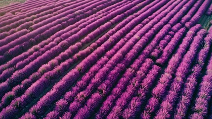 Fototapeta na wymiar Aerial view of a lavender field in full bloom, rows of vibrant purple stretching across the landscape