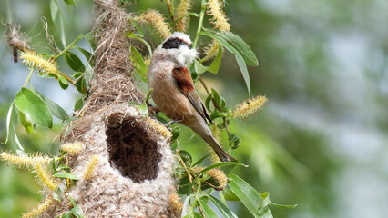 spotted woodpecker on tree