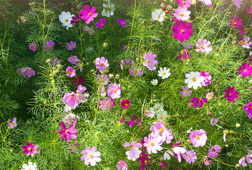 Multicolored flowers of cosmos aster bush with warm sunlight in spring or summer. Gardening