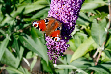 butterflybushbigfoxtail