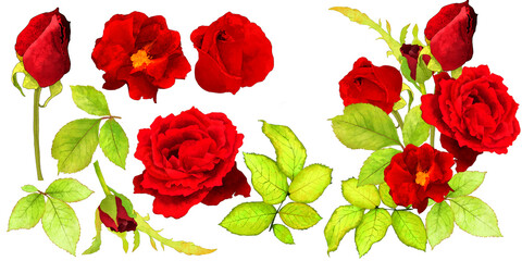 Red Roses Bundle