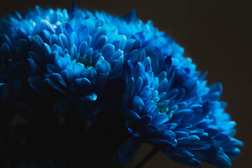 Blue chrysanthemum flowers in the sunlight on a black background, close-up