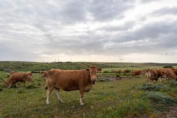 Fototapeta na wymiar Cows in rural area of Algarve close to Sagres, Portugal