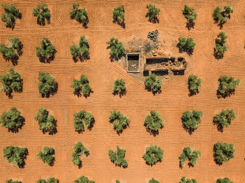 Aerial overhead view of olive fields near Las Navas de Tolosa (Ja&eacute;n, Andalusia, Spain)