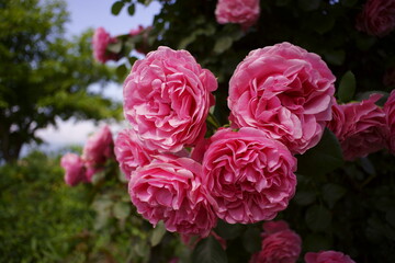 pink roses in garden