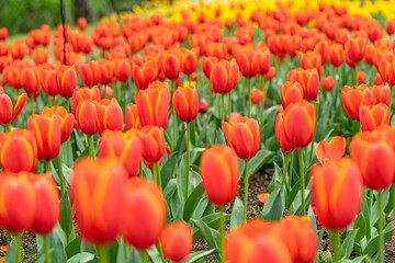 Obraz premium The colorful tulips are blooming beautifully