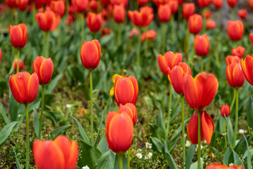 Obraz premium The colorful tulips are blooming beautifully