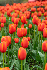 Obraz premium The colorful tulips are blooming beautifully