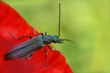 oedemerid beetle (Oedemeridae) on flawer in steppe Crimea. Ultra macro