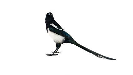 The American magpie (Pica pica) was filmed in different poses and angles. Calling, challenging...