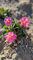 a close up of flowers