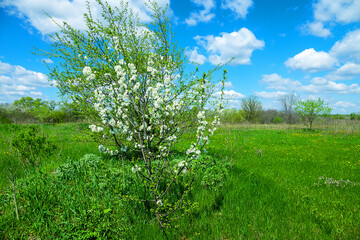 European wild apple (Malus sylvestris). Plot of forest-steppe, blooming wild fruit trees. Type of...