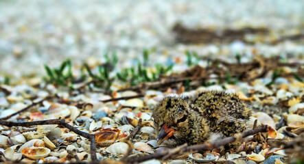 A nestling of European oyster catcher (Haematopus ostralegus) in a nest (a hole in the sand and cardium) on the islands of Lake Sivash, Arabatskaya Strelka spit