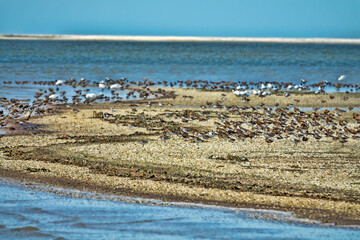 Azov sea lagoons at water runoff in the hot summer period at noon. There is a hot haze over the water and sandy-muddy shoals (mudflats). Feeding place of migrating birds (arctic sandpipers). Wetlands