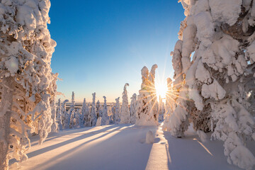 winter landscape