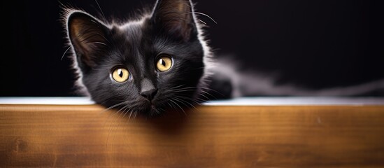Black cat peers from wooden ledge - obrazy, fototapety, plakaty