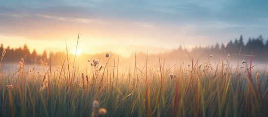 Field grass with distant fog
