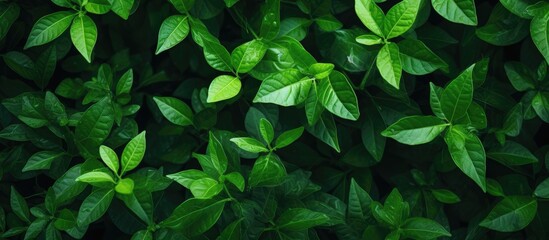Close-up of lush foliage in a vibrant green plant - obrazy, fototapety, plakaty