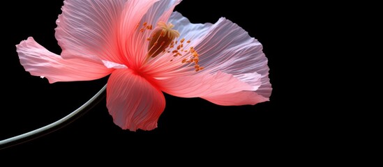 Pink bloom isolated on dark backdrop