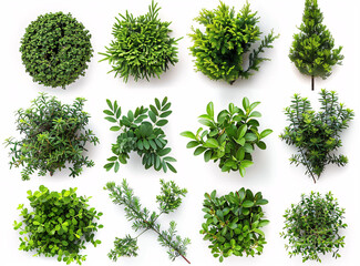 a group of plants on a white background