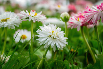 Bellis perennis. Flowering of a perennial flower