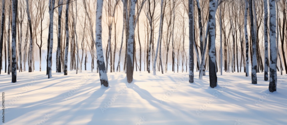 Aufkleber Snowy forest with sparse trees