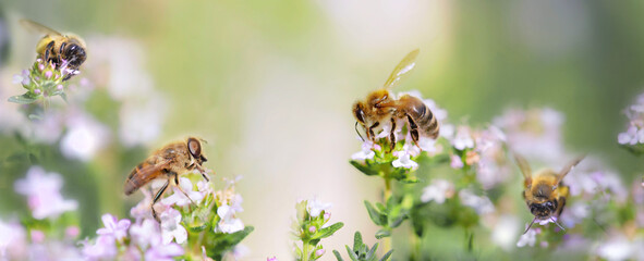  honey bee pollinating white flowers of thyme in a garden on blurred background scenic nature