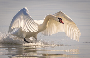 A swan about to land on water.