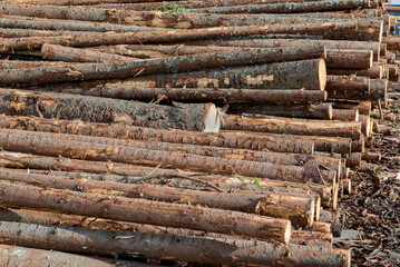 coniferous tree trunk pile store for lumber industry in scandinavia - 796377567