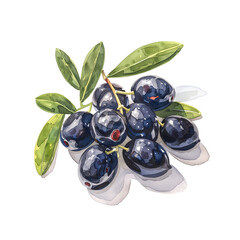 Watercolor illustration of black olive on white background