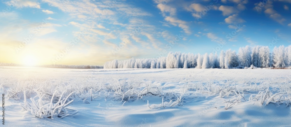 Aufkleber winter forest scene with snow-covered field and distant trees