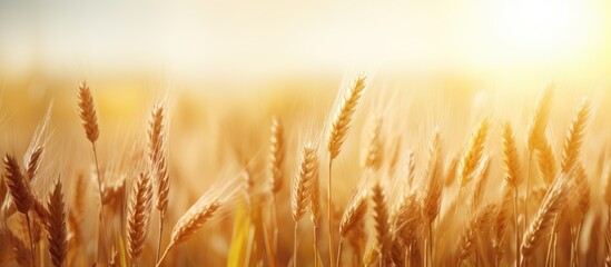Golden wheat field under sun's rays