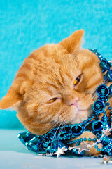 Portrait of ginger cat entangled in blue Christmas tinsel. Vertical image