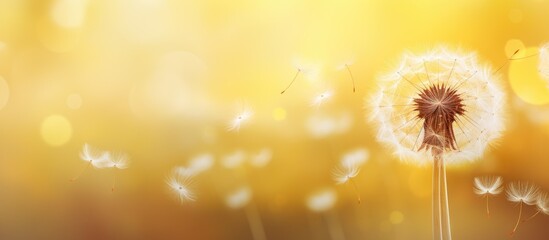 Close-up of dandelion against blurred backdrop