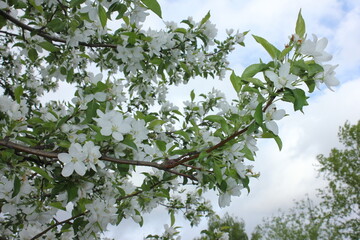 blossoming branch of a tree