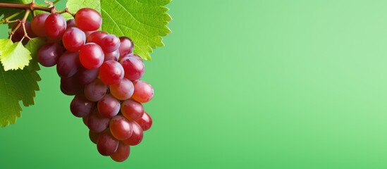 Fototapeta premium Grapes on Vine