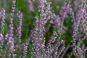close up of lavender flowers