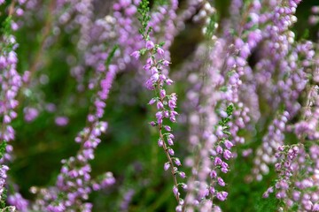 close up of lavender flowers