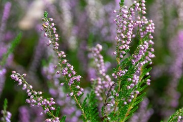 close up of lavender flowers