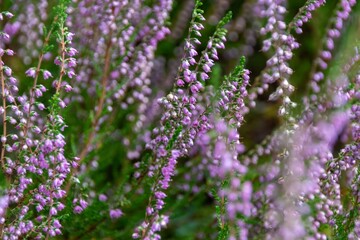 close up of lavender flowers