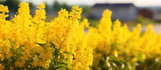Yellow flowers in field near houses - obrazy, fototapety, plakaty