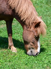 Close up of head of horse grazing grass in the meadow