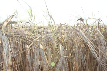 field, wheat, sky, landscape, agriculture, nature, summer, farm, blue, rural, crop