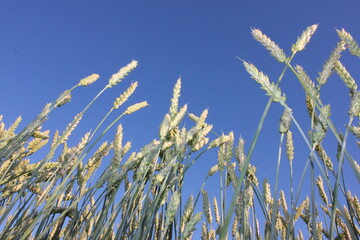 field, wheat, sky, landscape, agriculture, nature, summer, farm, blue, rural, crop