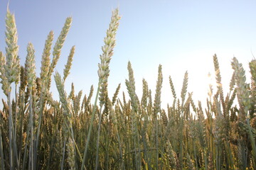 Obraz premium field, wheat, sky, landscape, agriculture, nature, summer, farm, blue, rural, crop