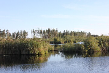 Fototapeta premium lake in the forest