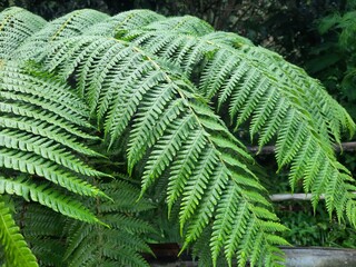 Tropical fern leaves photo
