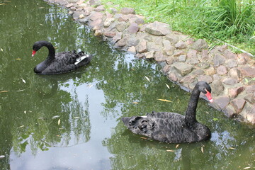 Fototapeta premium black swan on the lake